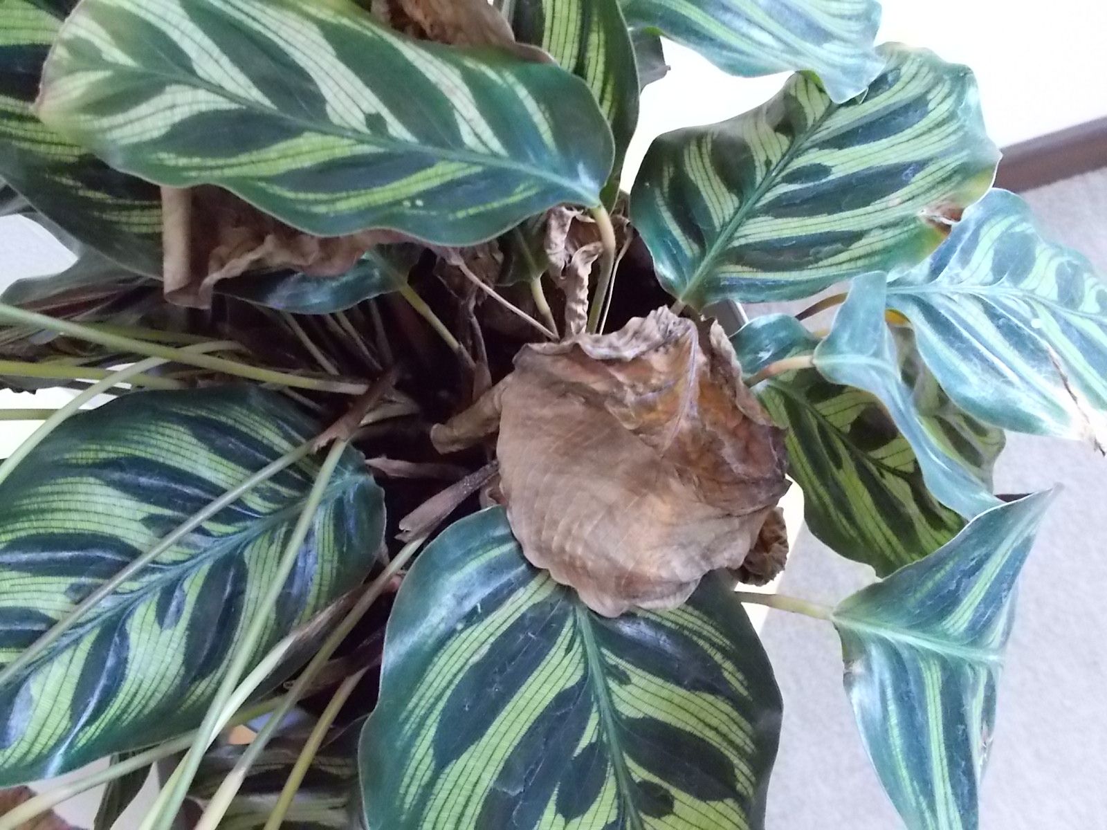 カラテア マコヤナ そろそろ冬越しを考えないといけません バラを咲かせることが好き 楽天ブログ