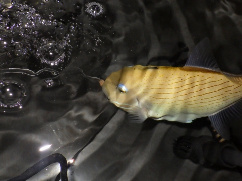 スジナメモンガラ（Xanthichthys lineopunctatus）5　沖縄深場採集