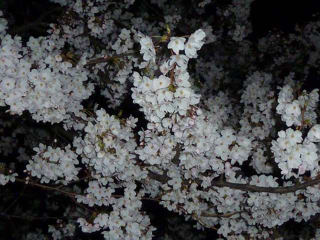 夜桜　平成24年4月8日 5