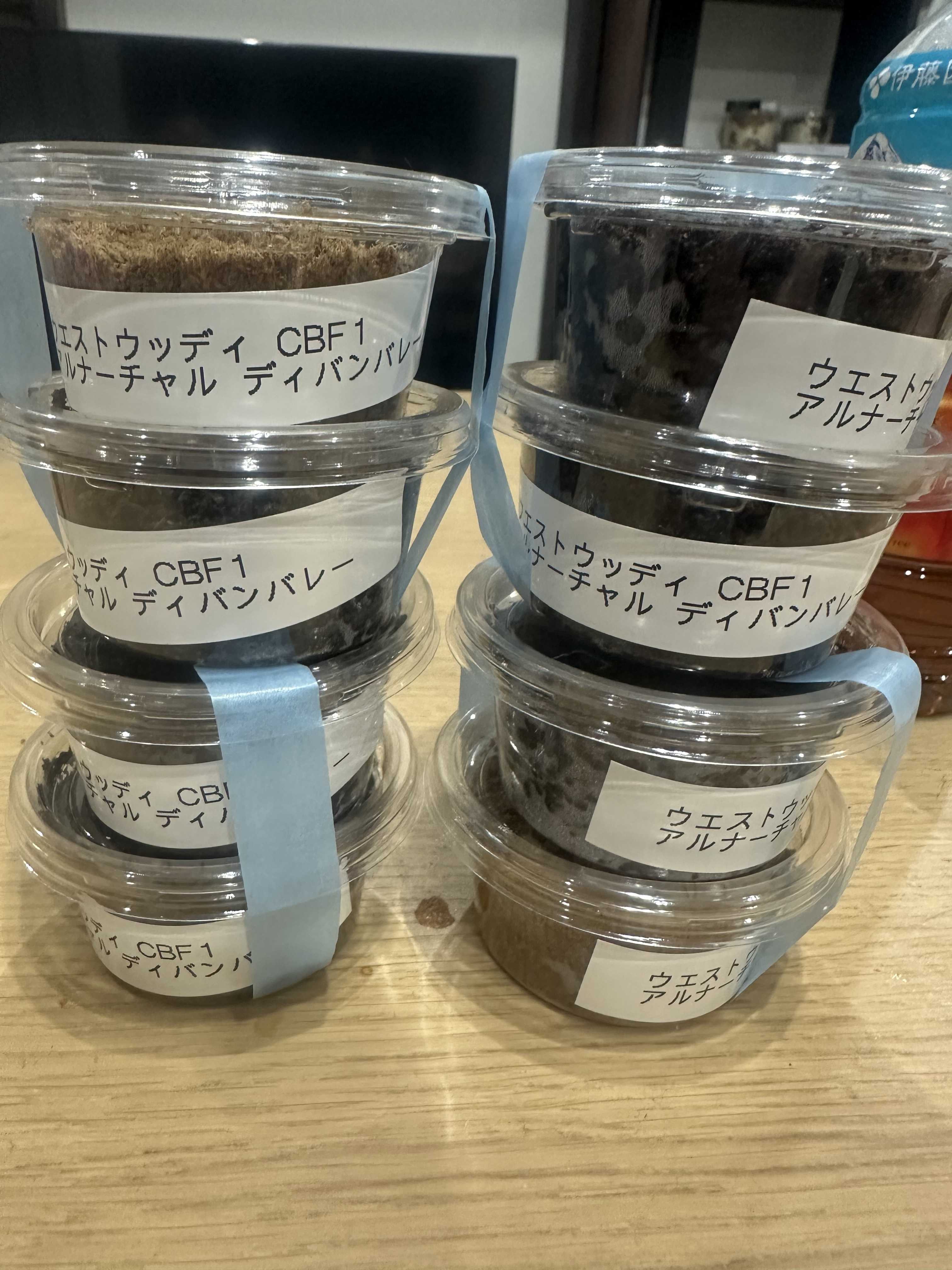 相模原SecretBase戦利品！ | まっさんカブクワ備忘録 - 楽天ブログ