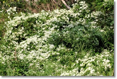 センニンソウ-2 13.9.11