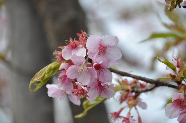 河津桜