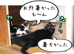 画像 251.jpg