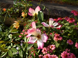 P1260526ss.jpg