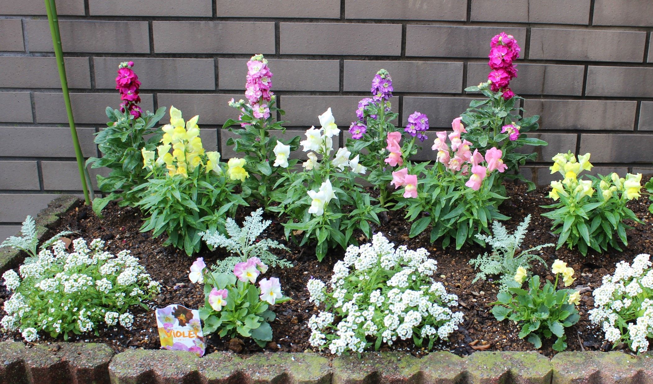 ミニ花壇の植え替え お気に入りビオラ ラベンダーのささやき 楽天ブログ