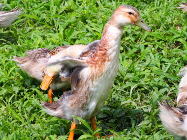 アイガモ　3　7.25　2016　ｐ