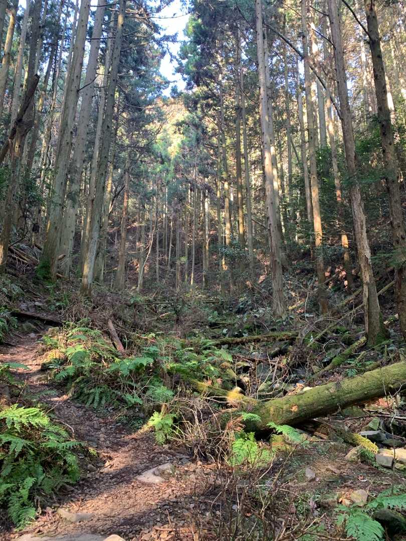 納古山 ワンゲランドモア 楽天ブログ