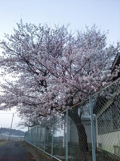 桜
