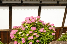 IMGP8134.JPG