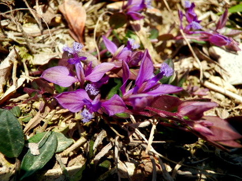 見知らぬ花-2　茎の伸び