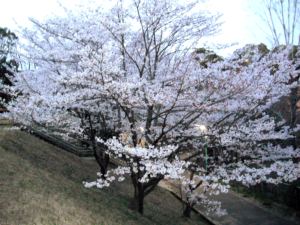 130401中学校サクラ