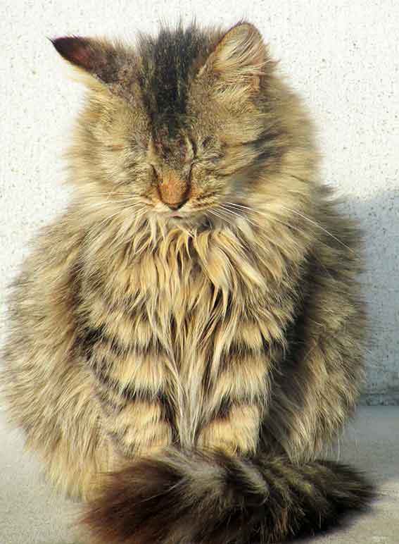 我が家のニャンコ♪2016/1/16-02