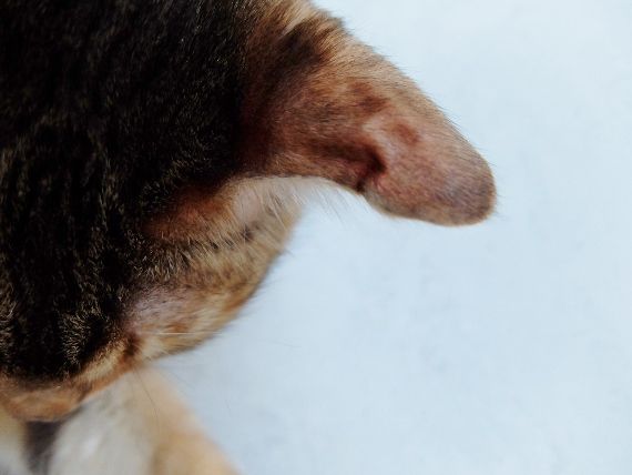 ネコ　ねこ　猫　病気　耳血腫　水ぶくれ　耳たぶ