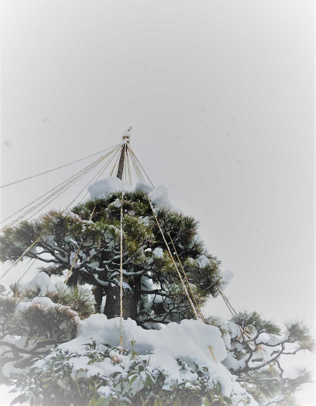 とうとう根雪になりました いろ鳥どりのボタニカルライフ 楽天ブログ とうとう根雪になりました いろ鳥どりのボタニカルライフ 楽天ブログ