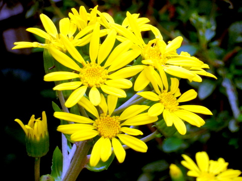 ツワブキの花