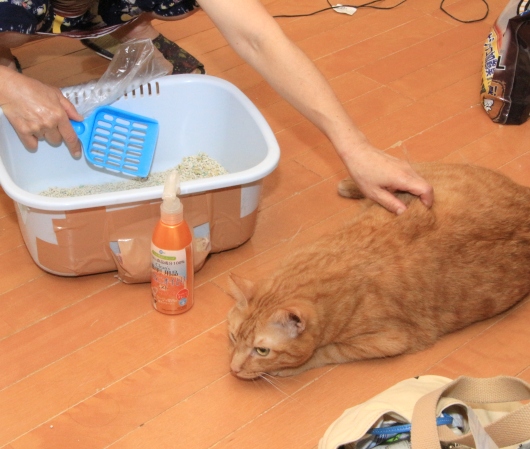 20160726ﾛﾝ03.jpg