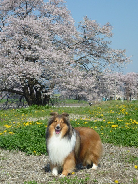P1000343 - コピー.JPG