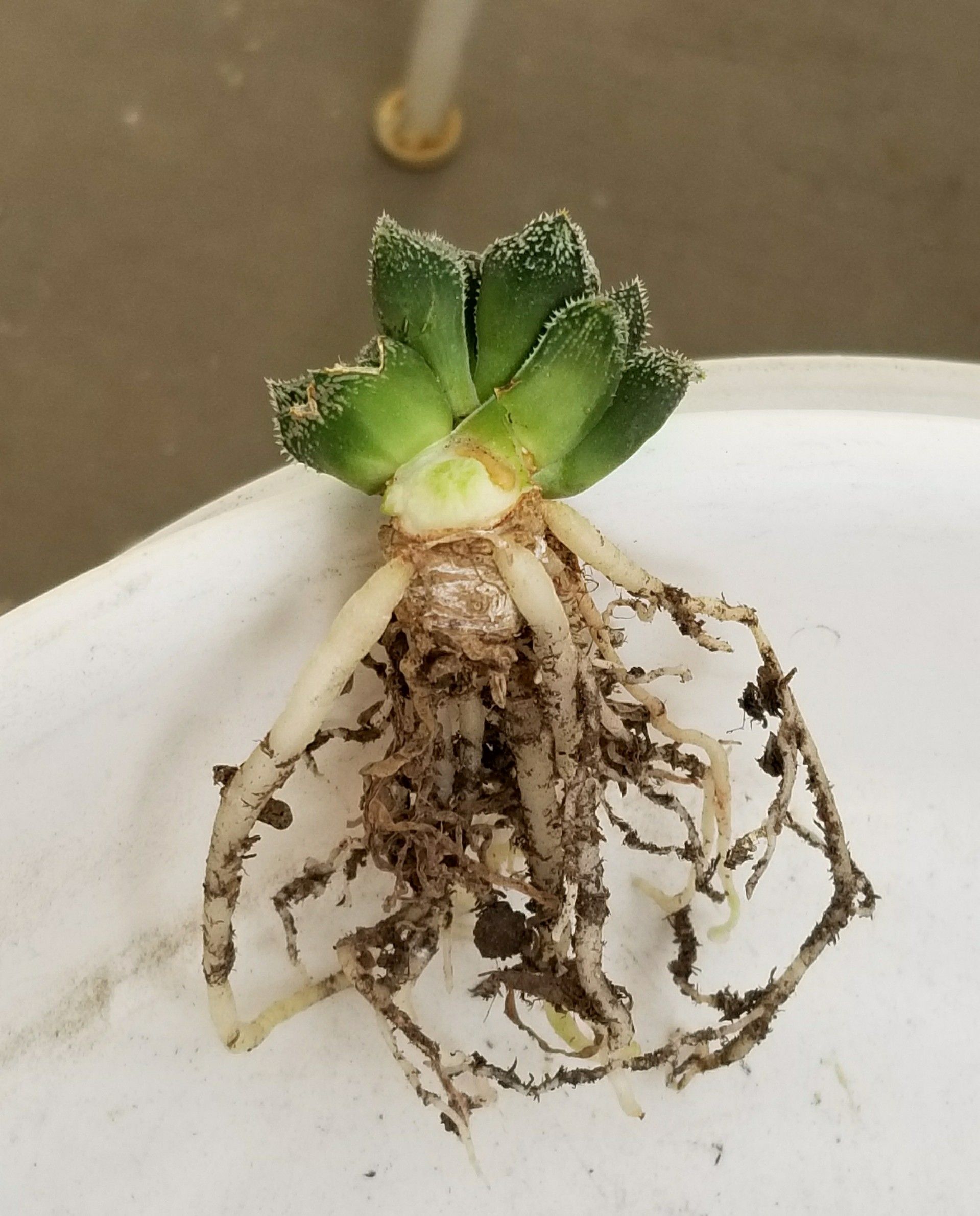 Shwは植え替えだ ハオルチア編 デルオの多肉日記 楽天ブログ