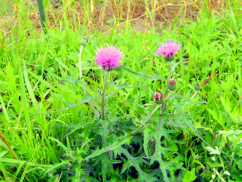 ノアザミの花株