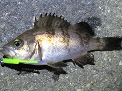 9時15分約10ｃｍ