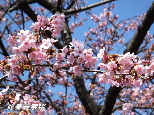 修善寺寒桜