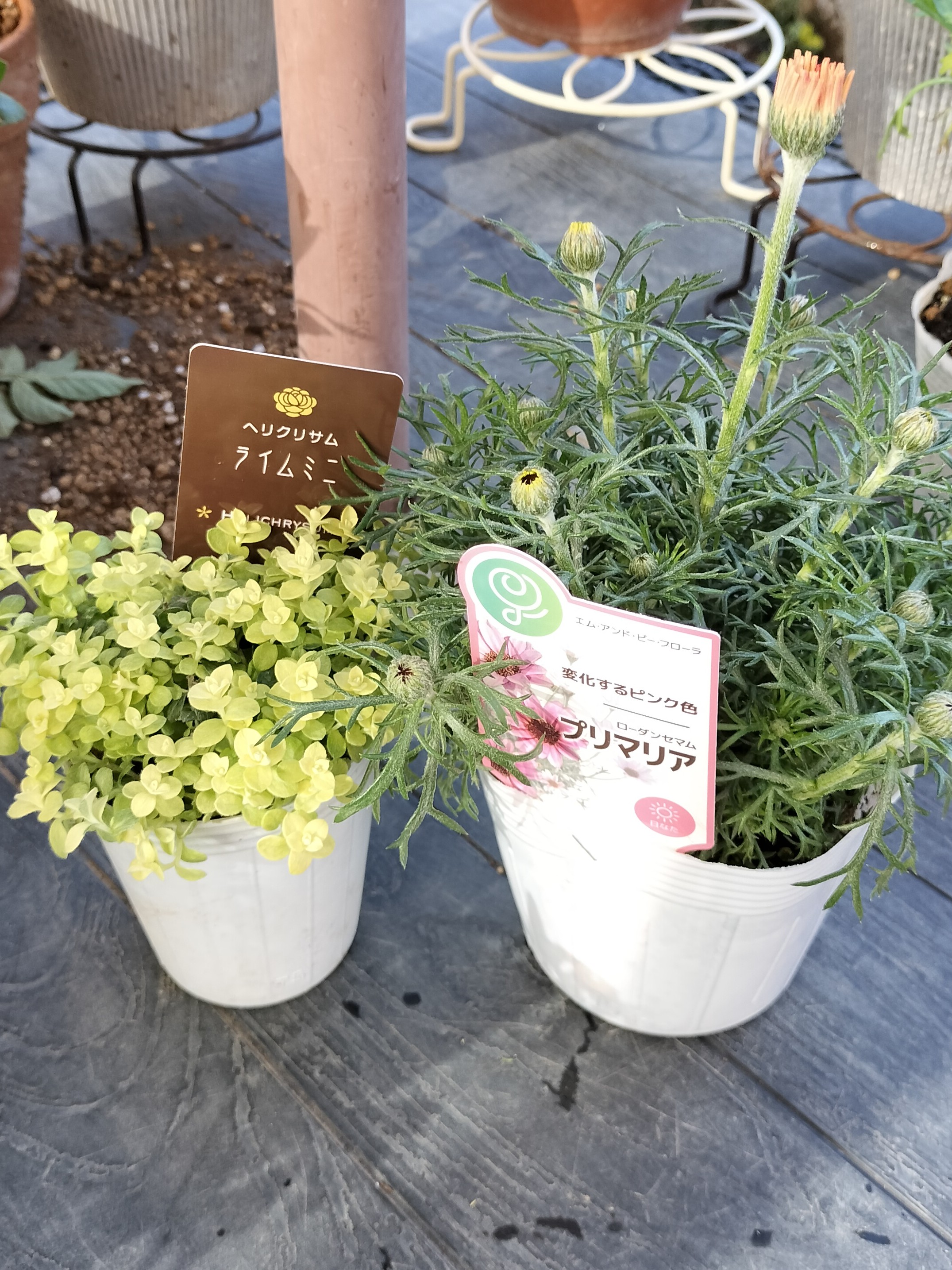 球根植物の寄せ植え | たねをまく日々 - 楽天ブログ