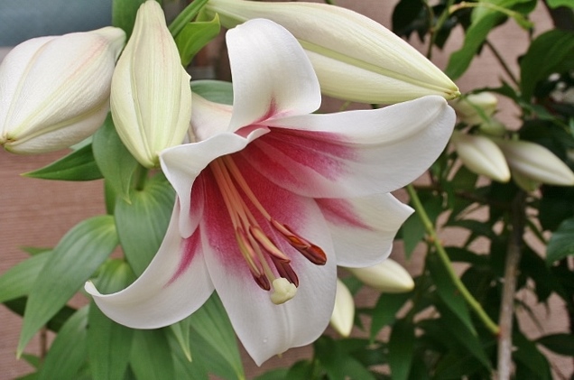 百合