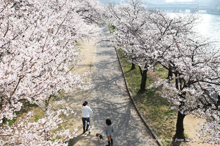 桜道を歩く ひとひらの風 楽天ブログ