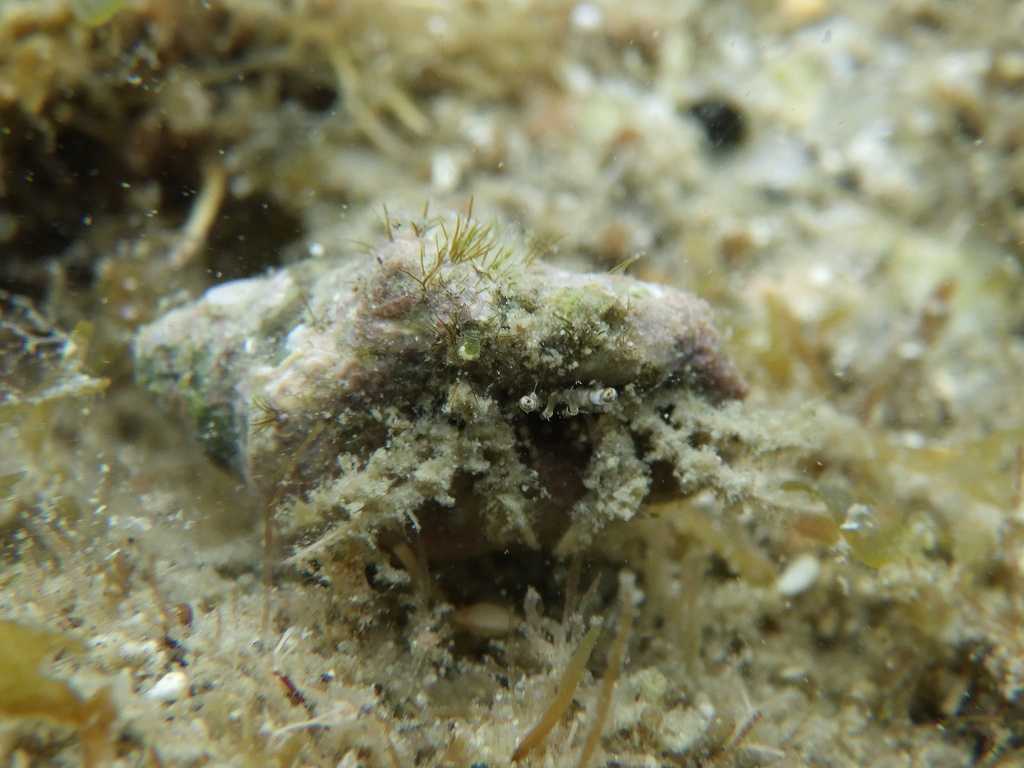 串本磯採集2023年7月上旬48　Diogenes pallescens