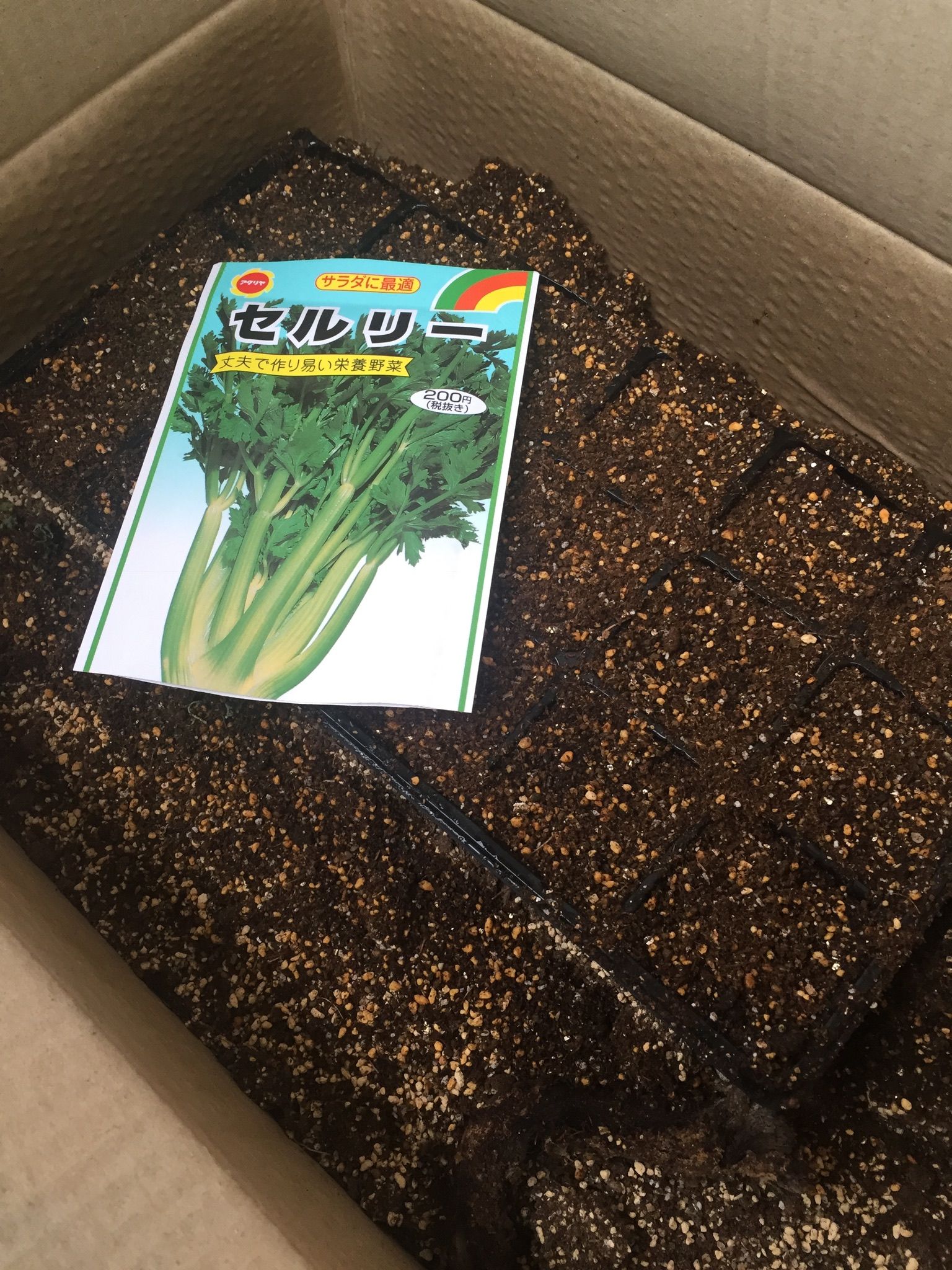 ベランダ種蒔き セロリの種を蒔きました ちょろ松の家庭菜園奮闘記 楽天ブログ