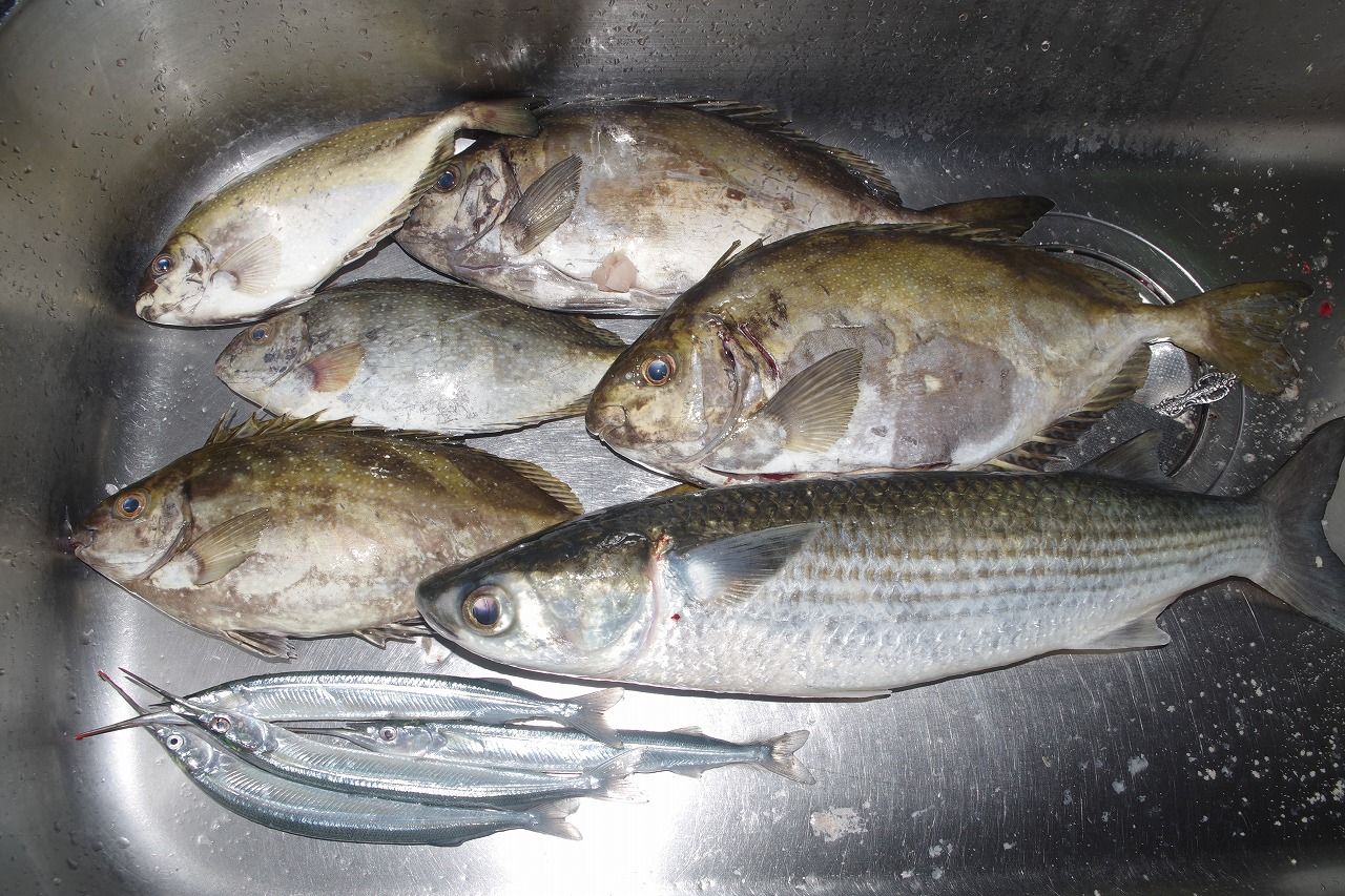 久々に唐泊で釣りをした 雨釣の釣り日記 楽天ブログ