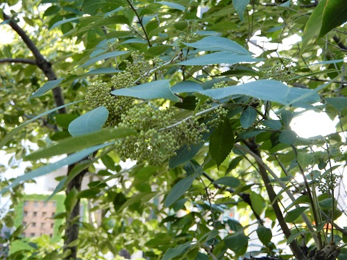 ムラサキシキブ (3).JPG