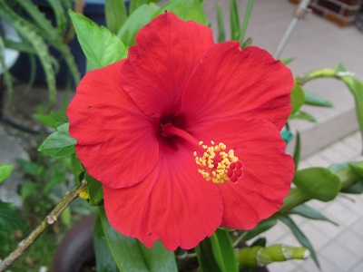 花２５.jpg