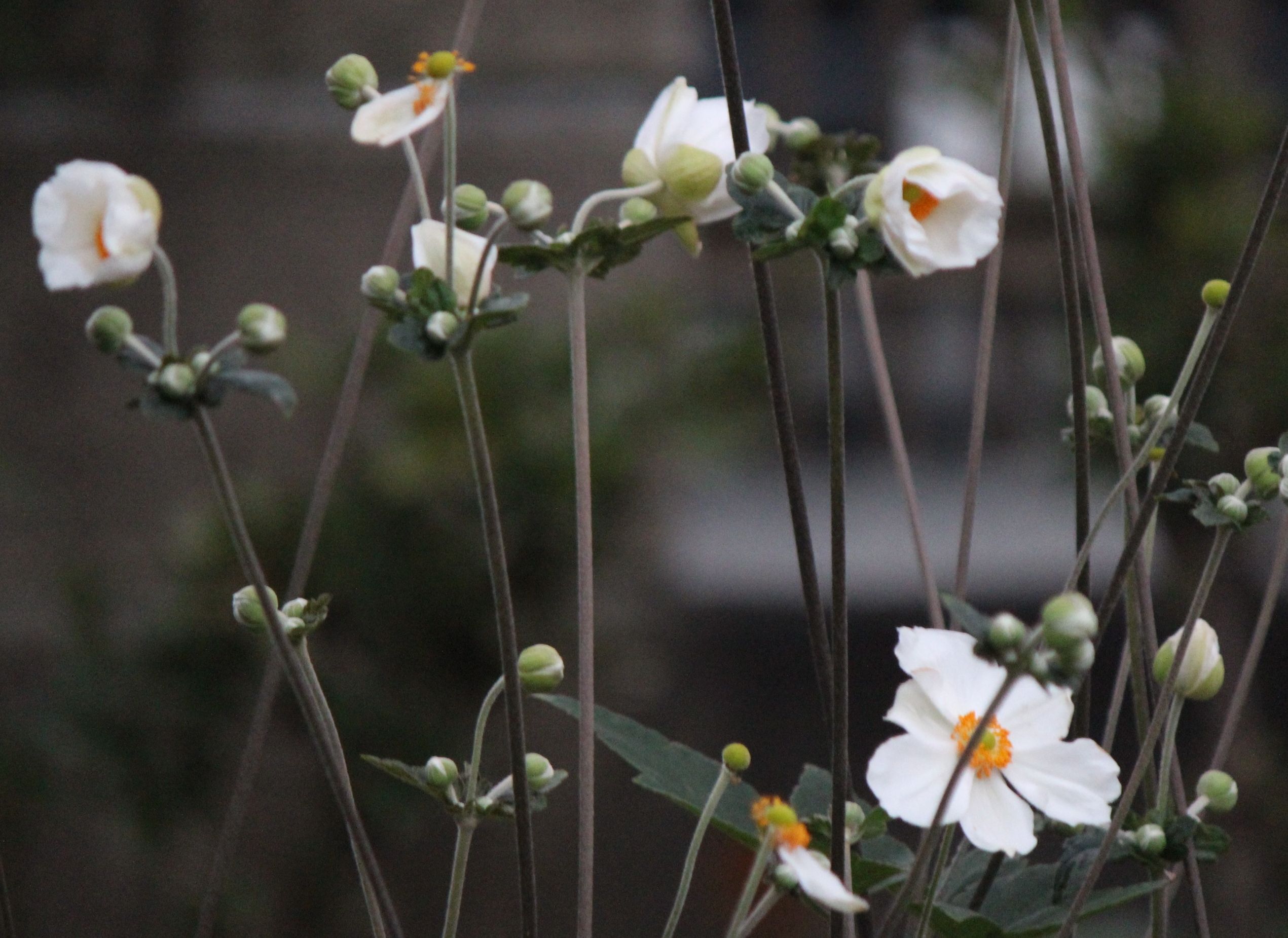 シュウメイギク 秋明菊 つれづれ日記 楽天ブログ