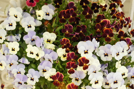 2013_0405ﾊﾟﾝｼﾞｰ0012.JPG