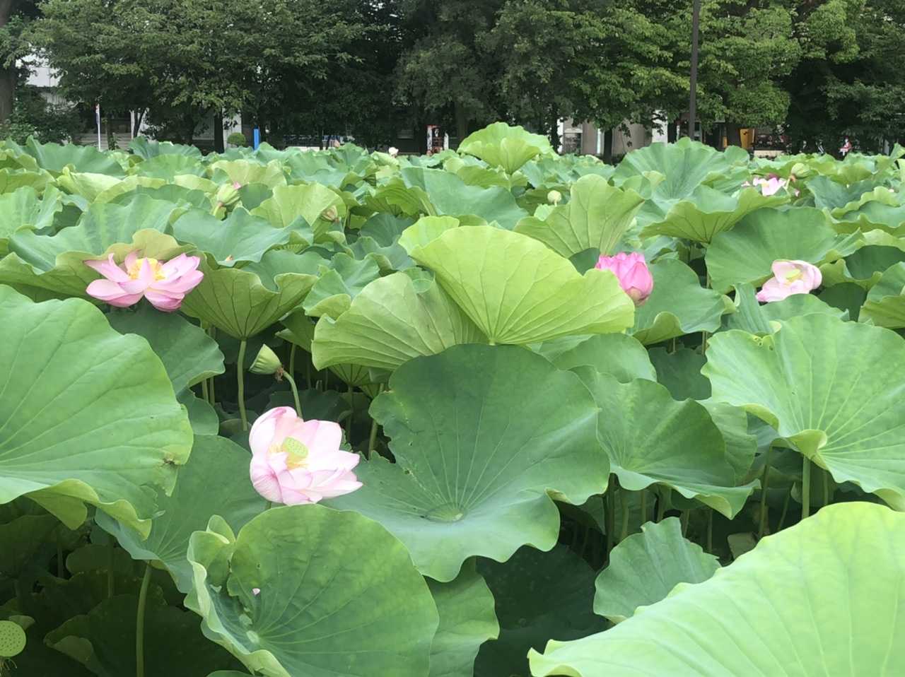 街角スケッチ 上野不忍池の蓮の花が見頃です みゃあみゃあのトーク トーク 楽天ブログ