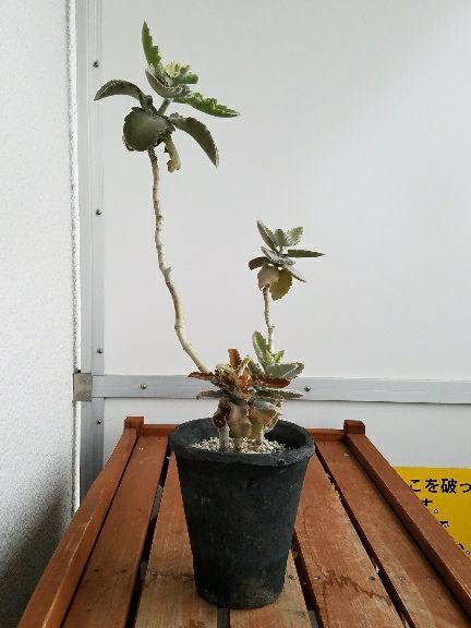カランコエ、ベハレンシス。ついに分岐! | デルオの多肉日記 カランコエ、ベハレンシス。ついに分岐! | デルオの多肉日記