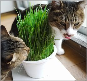 草うんめぇ
