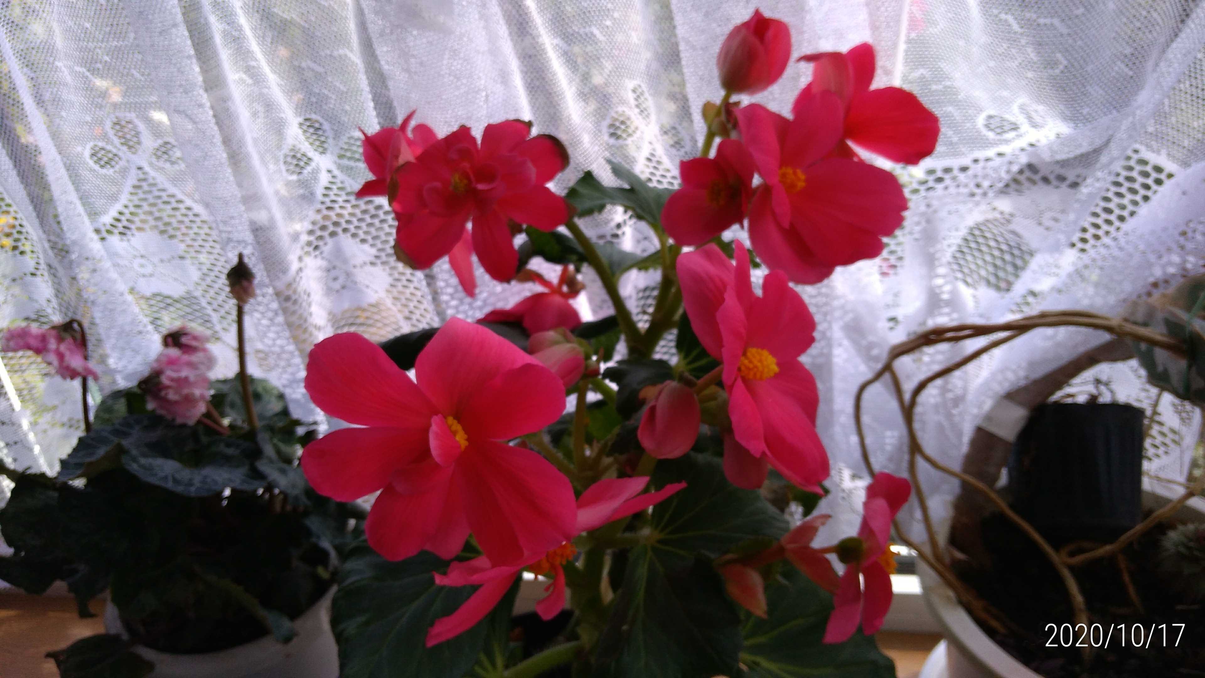 ３年目の球根ベゴニア 花に癒されて 楽天ブログ