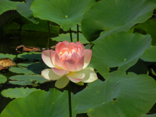 馬場花木園にて