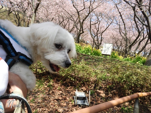 まつだ桜まつり