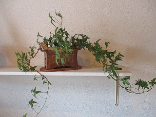 IMG_8756ss.jpg