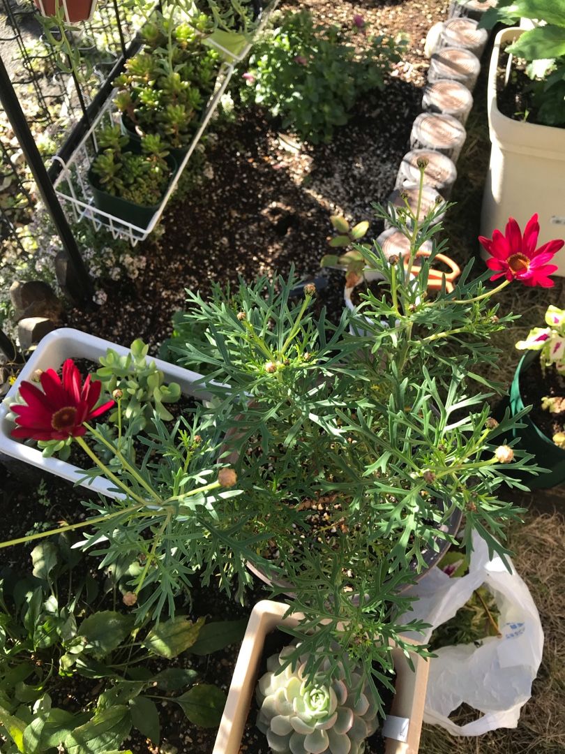 ボンザマーガレット りんすいのブログ 楽天ブログ