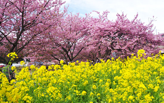 桜１