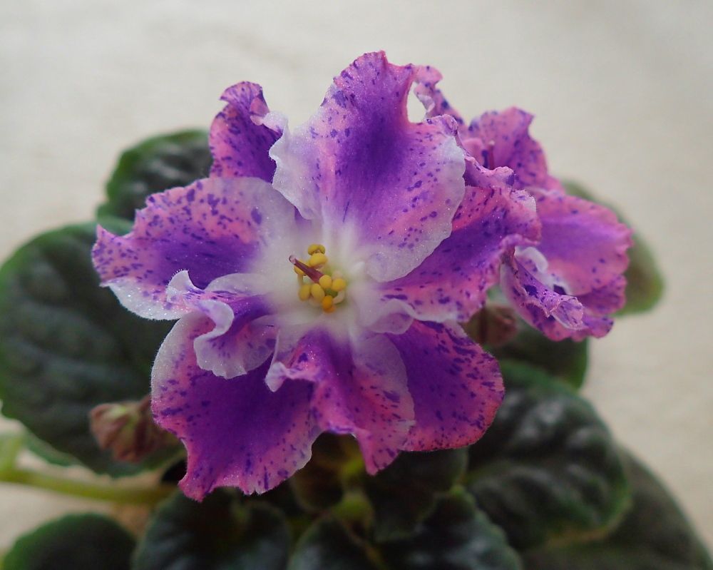 新着記事一覧 Nenttohのブログ セントポーリアの花のご紹介 Site Introduces Africanviolet Saintpaulia 楽天ブログ