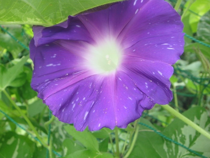 DSC09548_R.JPG