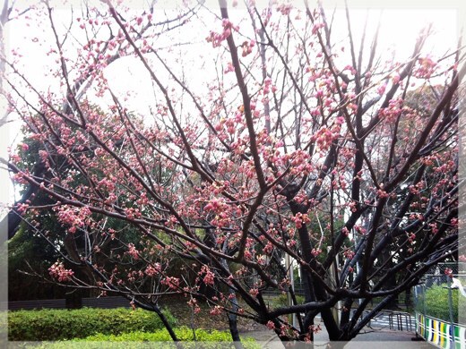 岡村公園の寒桜