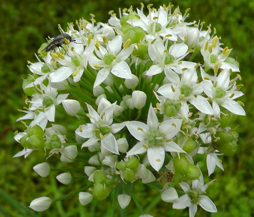 ニラの花と虫