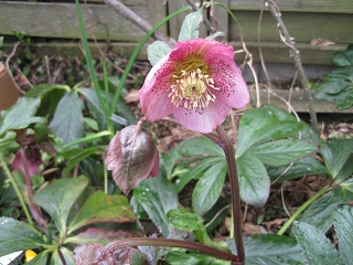 桃クリスマスローズ2014