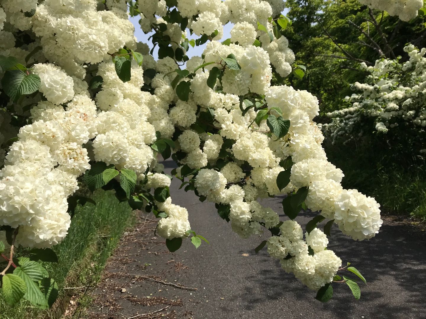 初夏の花 のん木ぶろぐ 楽天ブログ